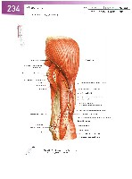 Sobotta Atlas of Human Anatomy  Head,Neck,Upper Limb Volume1 2006, page 241